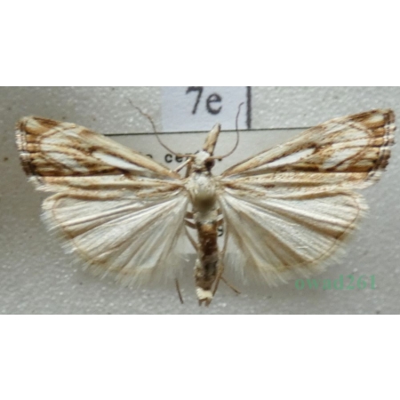 Catoptria falsella (Denis & Schiffermüller, 1775) Wachlarzyk dachowy Czech7e